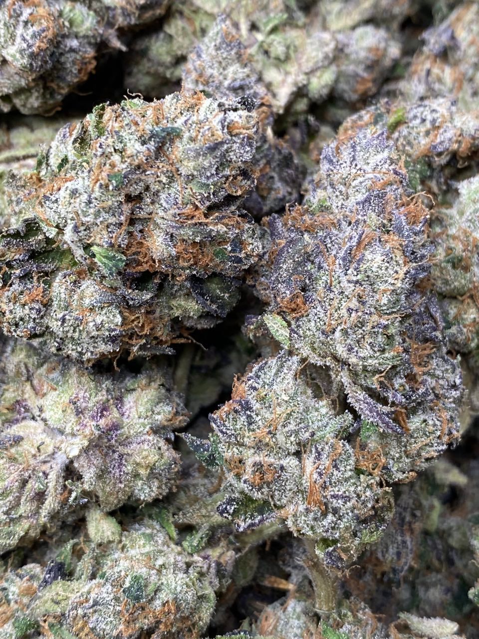 CANDY FLAME AAA small batch / Organic soil