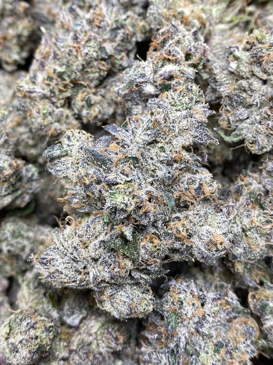 ZKILLATO , Zkittlez x Gelato 41