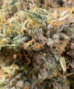 RAINBOW WALKER  10/10 elite  soil grown batch