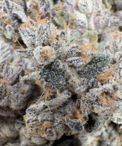 ST LAURENT   10/10 elite  soil grown batch