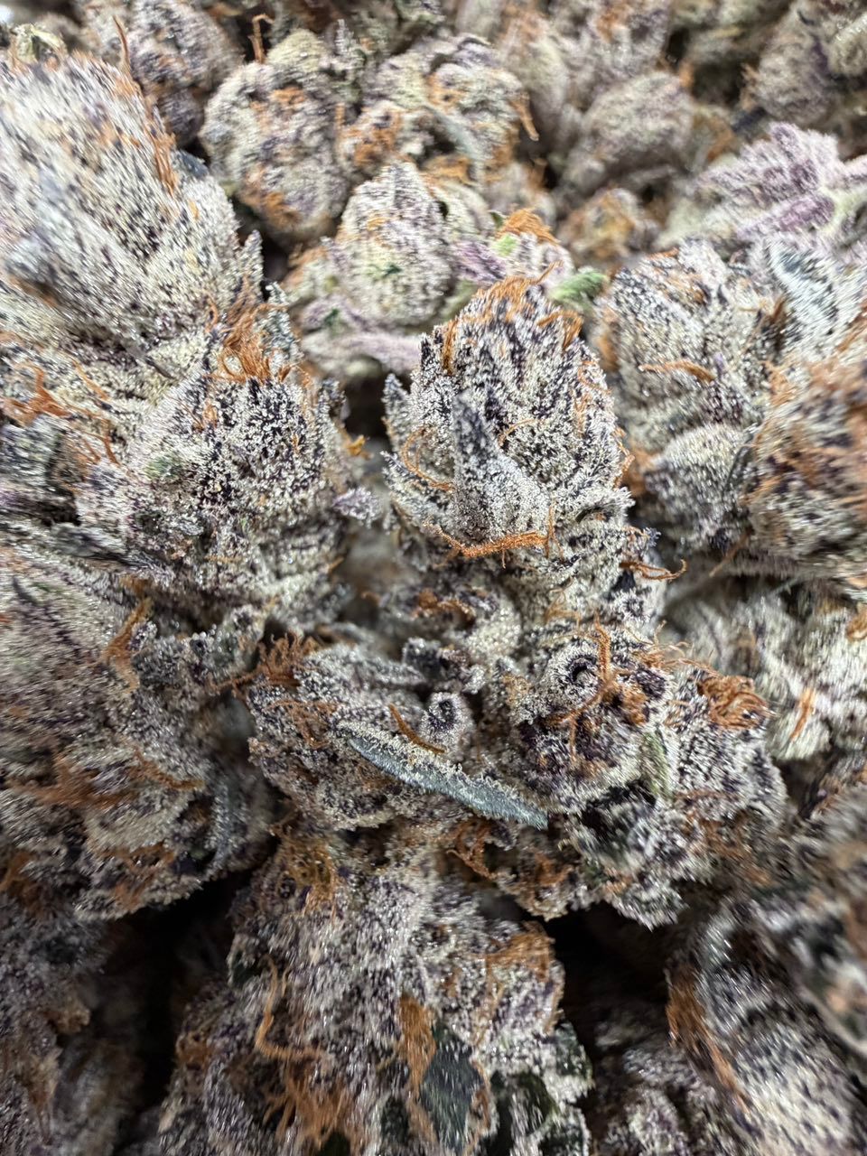 CRUNCH BERRIEZ 2.0 10/10 elite soil grown batch